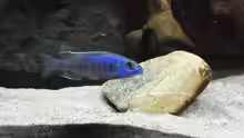 Sciaenochromis fryeri