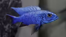 Sciaenochromis fryeri
