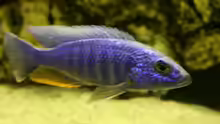 Sciaenochromis fryeri