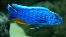 Sciaenochromis fryheri