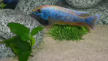 Sciaenochromis-Gold 6 Monate alt