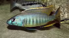 Sciaenochromis gracilis