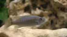 Sciaenochromis iceberg fryeri - Weibchen