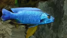 SCiannochromis fryeri Ahli