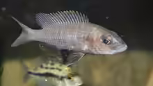 Scianochromis freyeri female
