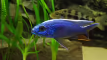 Scianochromis fyeri - Männchen & Fossorochromis rostratus - Weibchen