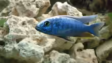 Scieanochromis Fryeri 