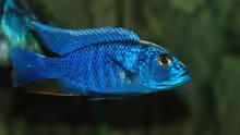 Scienochromis Fryeri M