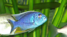 Scienochromis Fryeri M