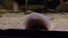 Potamotrygon scobina