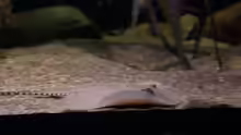 Potamotrygon scobina