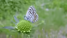 Scolitantides orion