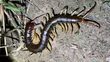 Scolopendra dehaani