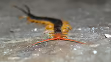 Scolopendra heros
