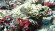 Scorpaenopsis Diabolus