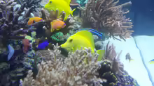 Pseudanthias squamipinnis