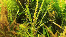 Sept.2014 Hygrophila pinnatifida