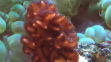 Seriatopora Ableger 