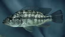 Serranochromis macrocephalus