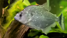 Serrasalmus