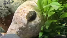 Sewellia lineolata