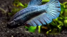 Siamesischer Kampffisch   Betta splendens - Weibchen