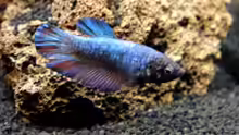 Siamesischer Kampffisch   Betta splendens - Weibchen