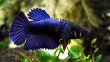 Siamesischer Kampffisch   Betta splendens - Weibchen