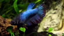 Siamesischer Kampffisch   Betta splendens - Weibchen