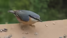 Sitta europaea