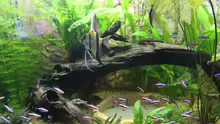 Skalar,Neons,Ancistrus
