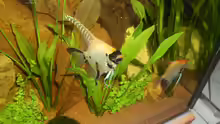Skalare ´Pterophyllum scalare´