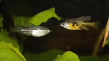 Skiffia multipunctata