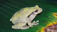 Smilisca baudinii