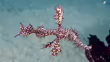 Solenostomus paradoxus