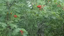 Sorbus americana
