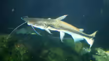 Sorubim lima
