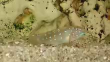 Spathodus