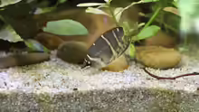 Sphaerichthys osphromenoides