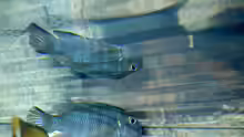 Cynotilapia pulpican
