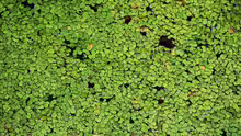 Spirodela polyrhiza