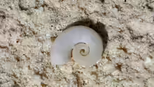Spirula spirula