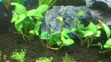 Staurogyne repens