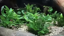 Staurogyne repens