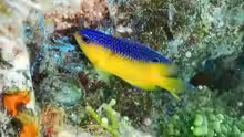 Stegastes leucostictus
