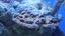 Steinkoralle (Montipora cactus)