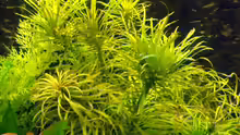 Stern-Rotala