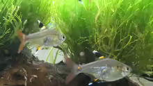 Pristella maxillaris