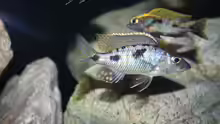 Stigmatochromis melanchros
