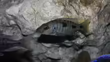 Stigmatochromis melanchros